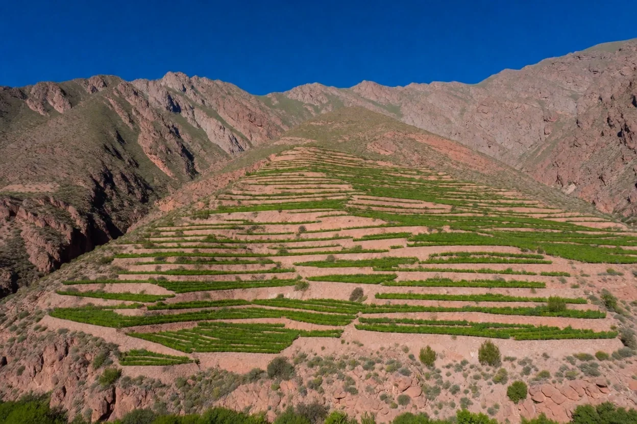 Viñedos de altura en Salta a 2.000 metros